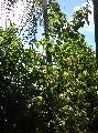 ../images/Dombeya acutangula ssp. acutangula 4.JPG